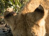 Africa 058 : Africa, Animal, Botswana, Landscape, Lion, Mammal, Okavango, Vumbura Plains, Waterhole